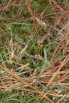 Woodland false buttonweed